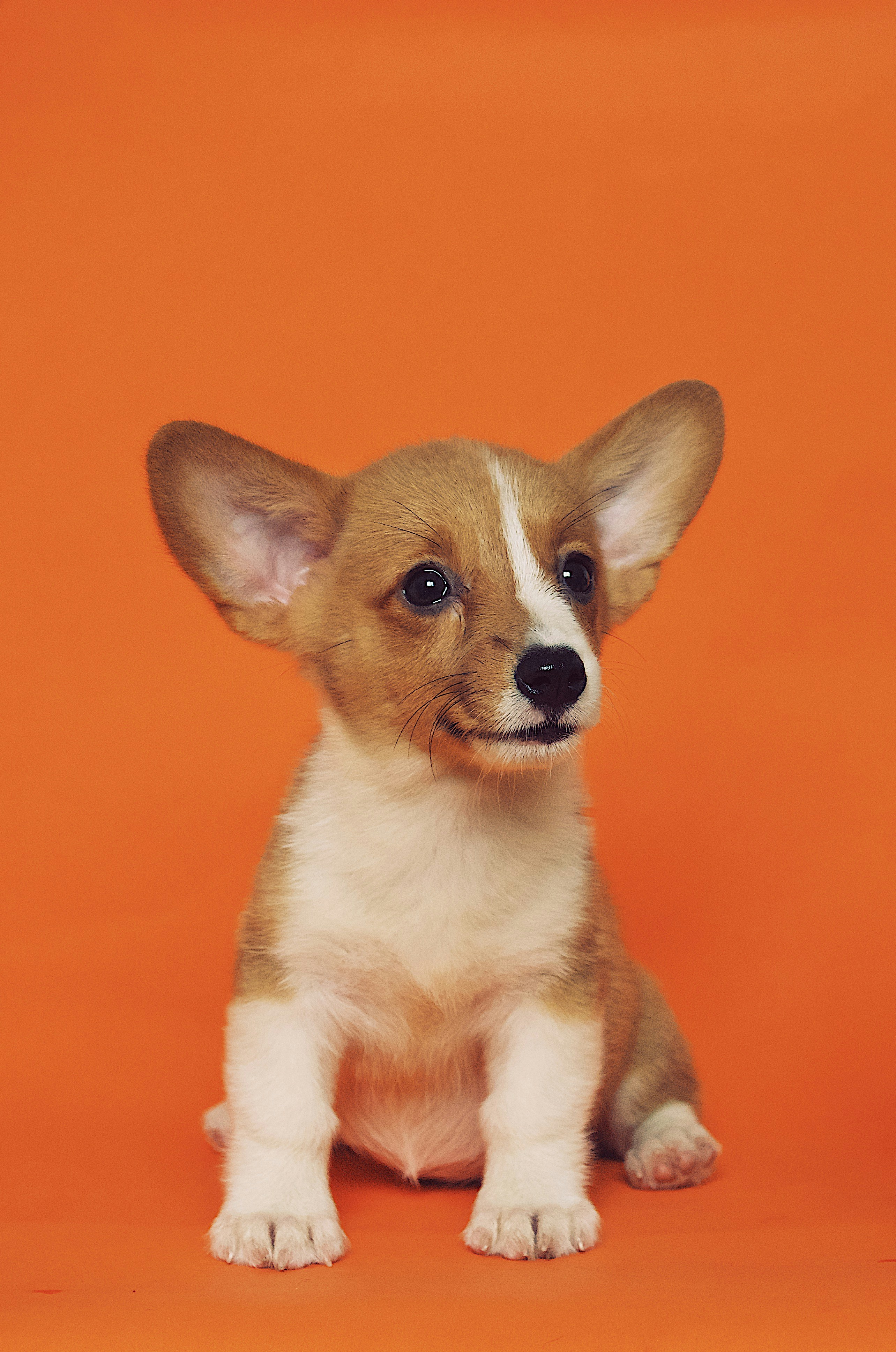 Dog collectible Dog 2 