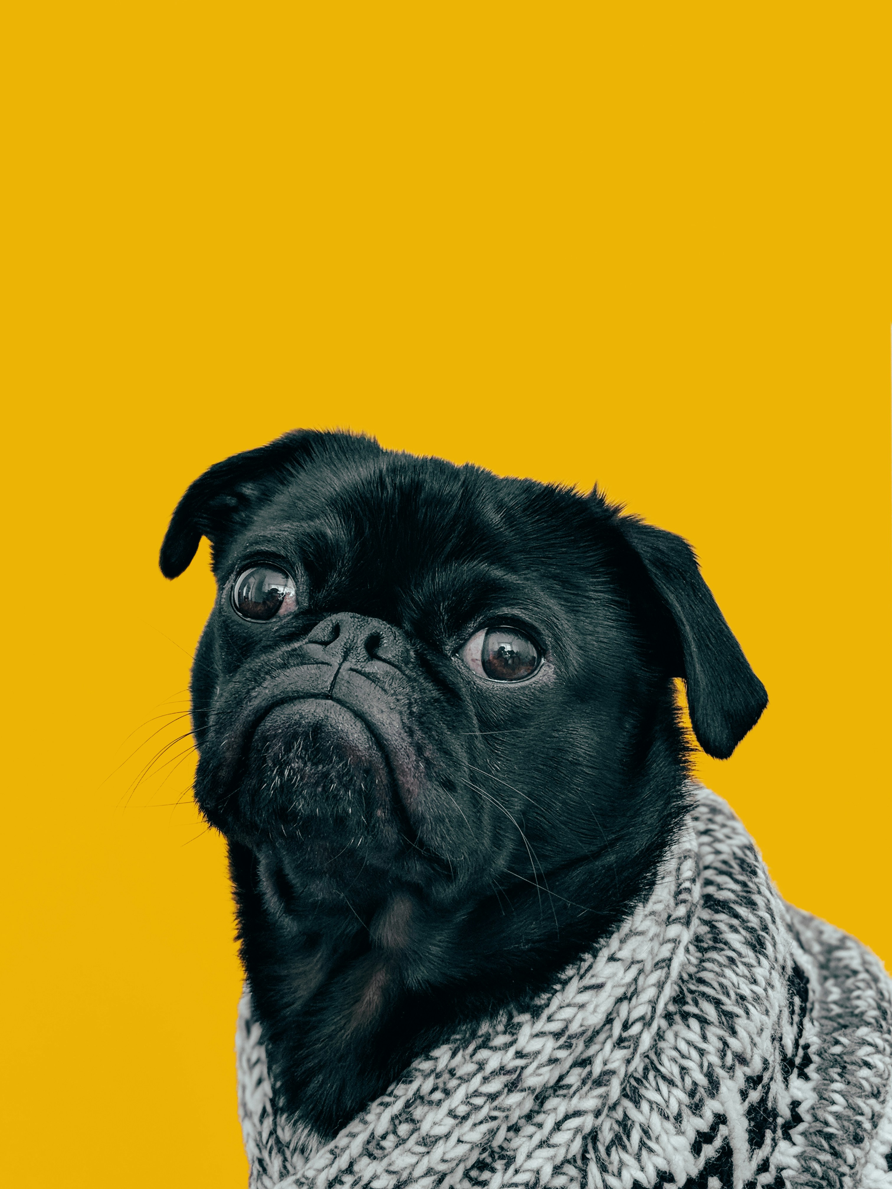 Dog collectible Dog 3 