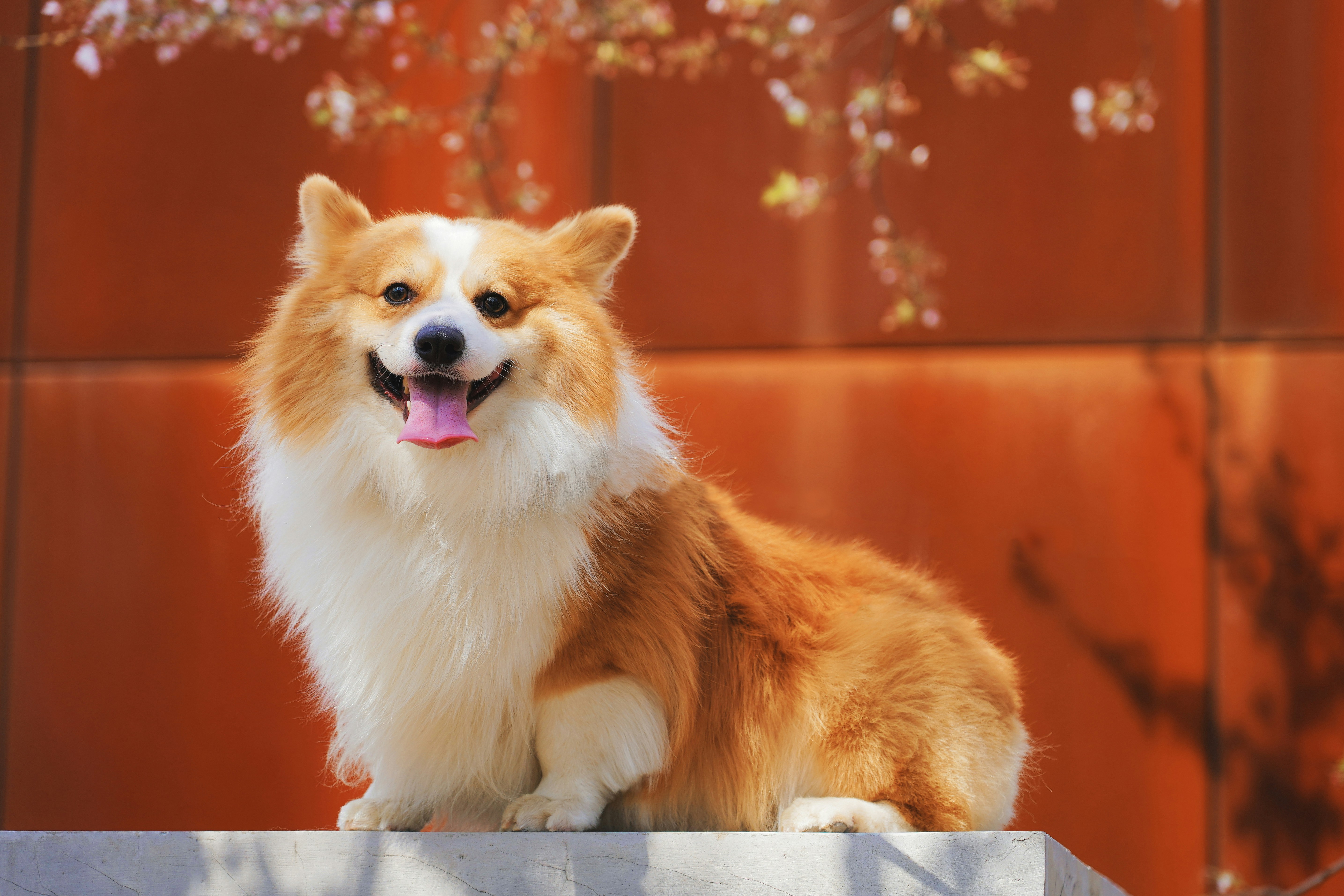 Dog collectible Dog 6 